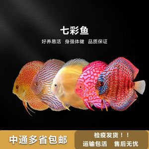 觀賞魚發(fā)貨用什么打氧（水族館設備的選擇與使用） 觀賞魚發(fā)貨用什么打氧（水族館設備的選擇與使用） 廣州孟吉爾 第2張