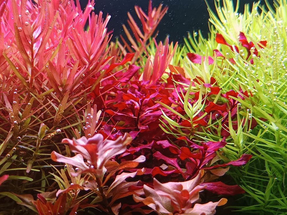 分享自己的草缸維護(hù)成景過程