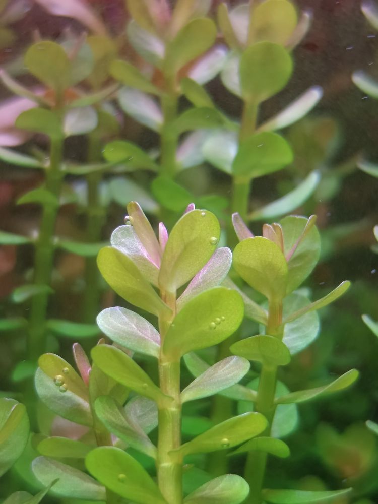 分享自己的草缸維護(hù)成景過程