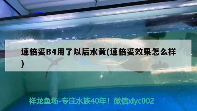 速倍妥B4用了以后水黃(速倍妥效果怎么樣) 速倍妥B4用了以后水黃(速倍妥效果怎么樣) 速倍妥