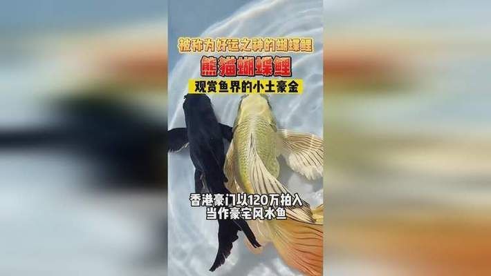 蝴蝶鯉什么顏色最貴（蝴蝶鯉的顏色與價格） 蝴蝶鯉什么顏色最貴（蝴蝶鯉的顏色與價格） 蝴蝶鯉百科 第2張
