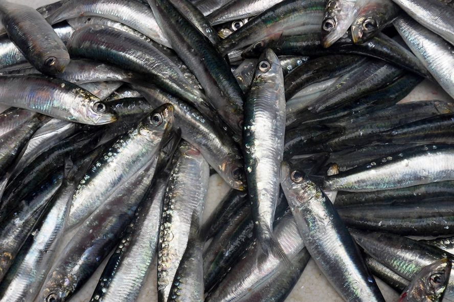 龍魚苗批發市場在哪里啊（龍魚苗價格是多少） 龍魚苗批發市場在哪里啊（龍魚苗價格是多少） 黃金貓魚百科 第3張