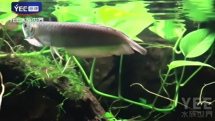 龍魚缸鋪石頭還是裸缸好一點，龍魚缸造景石頭選擇技巧,如何有效清理魚缸石頭縫隙