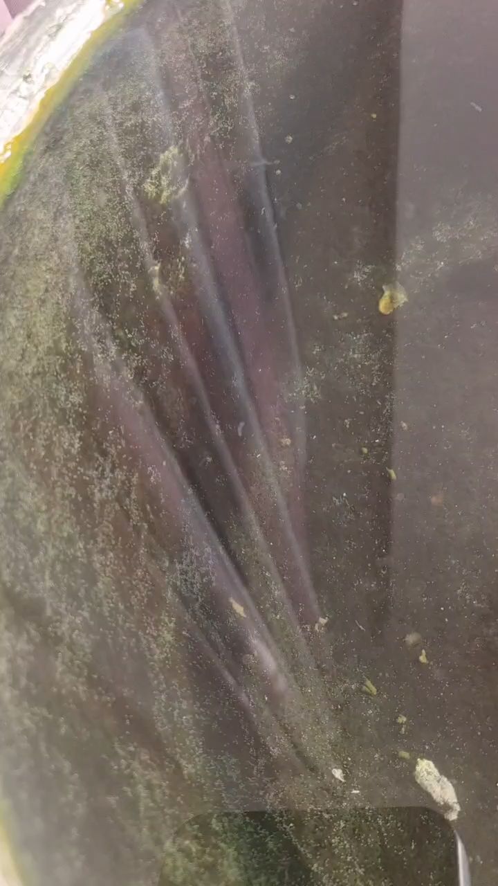 光合作用 光合作用 龍魚論壇