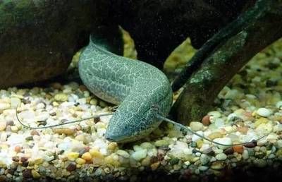 帶須子的觀賞魚（帶須子的觀賞魚種類）