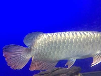 帶須子的觀賞魚（帶須子的觀賞魚種類）