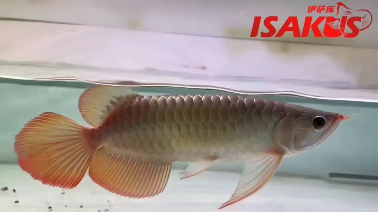 小小尺寸，尾巴大大。 小小尺寸，尾巴大大。 龍魚論壇