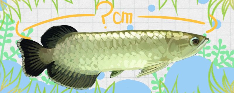 青龍魚能長多大能活多久