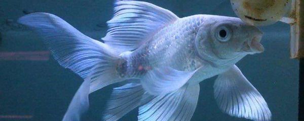 淄博蝴蝶鯉魚魚苗批發（淄博地區蝴蝶鯉魚苗批發信息）
