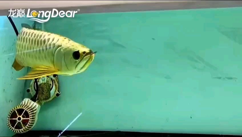 轉發636 龍魚論壇 第1張 轉發636 轉發636 龍魚論壇 第1張