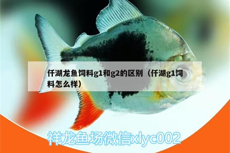 仟湖龍魚飼料g1和g2的區別（仟湖g1飼料怎么樣）