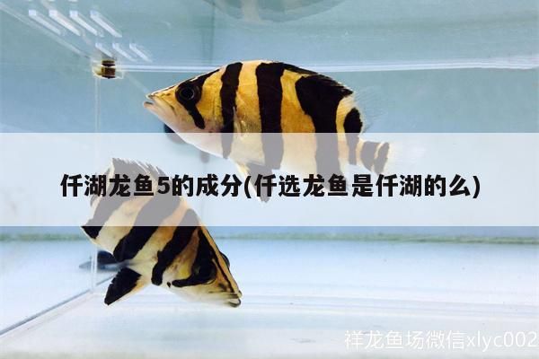 仟湖龍魚5的成分(仟選龍魚是仟湖的么) 仟湖龍魚5的成分(仟選龍魚是仟湖的么) 仟湖