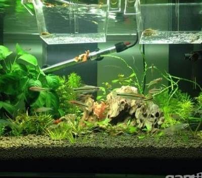 觀賞魚交流群（雙鴨山市嶺東區(qū)人民政府主辦的觀賞魚交流群推薦：觀賞魚交流群） 觀賞魚交流群（雙鴨山市嶺東區(qū)人民政府主辦的觀賞魚交流群推薦：觀賞魚交流群） yee 第4張