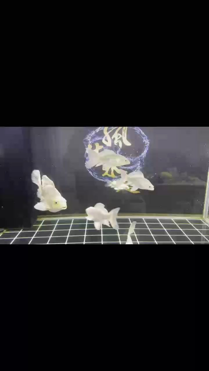 我回來了 我回來了 龍魚論壇