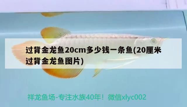 過背金龍魚20cm多少錢一條魚(20厘米過背金龍魚圖片)
