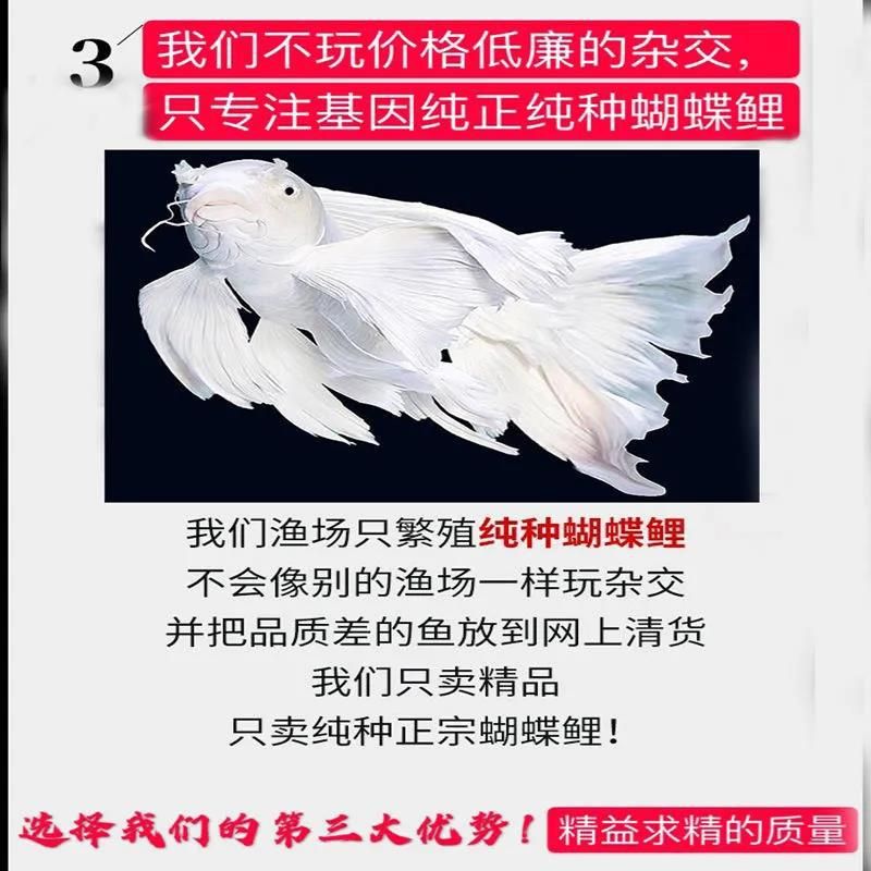 球體蝴蝶錦鯉（關于球體蝴蝶錦鯉的綜合信息整理如下：水質與溫度） 球體蝴蝶錦鯉（關于球體蝴蝶錦鯉的綜合信息整理如下：水質與溫度） 蝴蝶鯉百科 第2張