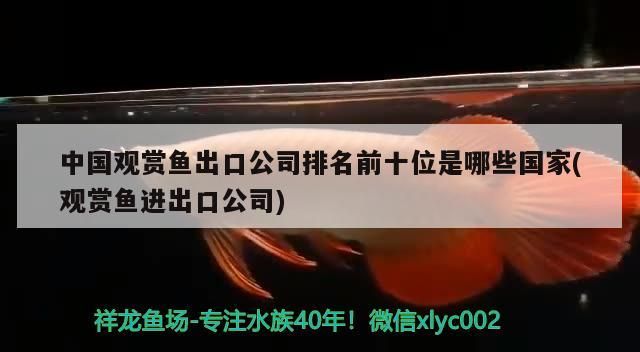 觀賞魚生意怎么能做的更好一點（ 做觀賞魚生意怎么樣）