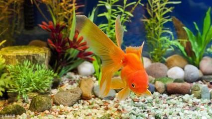 觀賞魚(yú)的適宜溫度是多少？（觀賞魚(yú)水溫控制在22度到28度到28度最為適宜的水溫） 觀賞魚(yú)的適宜溫度是多少？（觀賞魚(yú)水溫控制在22度到28度到28度最為適宜的水溫） 馬印水族 第2張