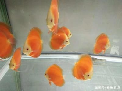 觀賞魚(yú)的適宜溫度是多少？（觀賞魚(yú)水溫控制在22度到28度到28度最為適宜的水溫） 觀賞魚(yú)的適宜溫度是多少？（觀賞魚(yú)水溫控制在22度到28度到28度最為適宜的水溫） 馬印水族 第3張