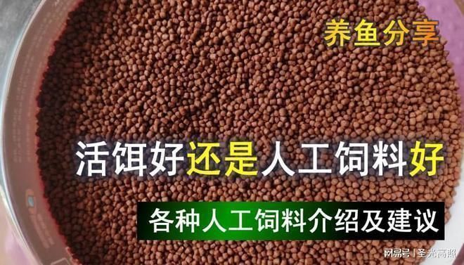 給龍魚喂活食物如何處理vs祥龍魚場：在給龍魚喂活食物時，如何處理與“祥龍魚場”的相關問題