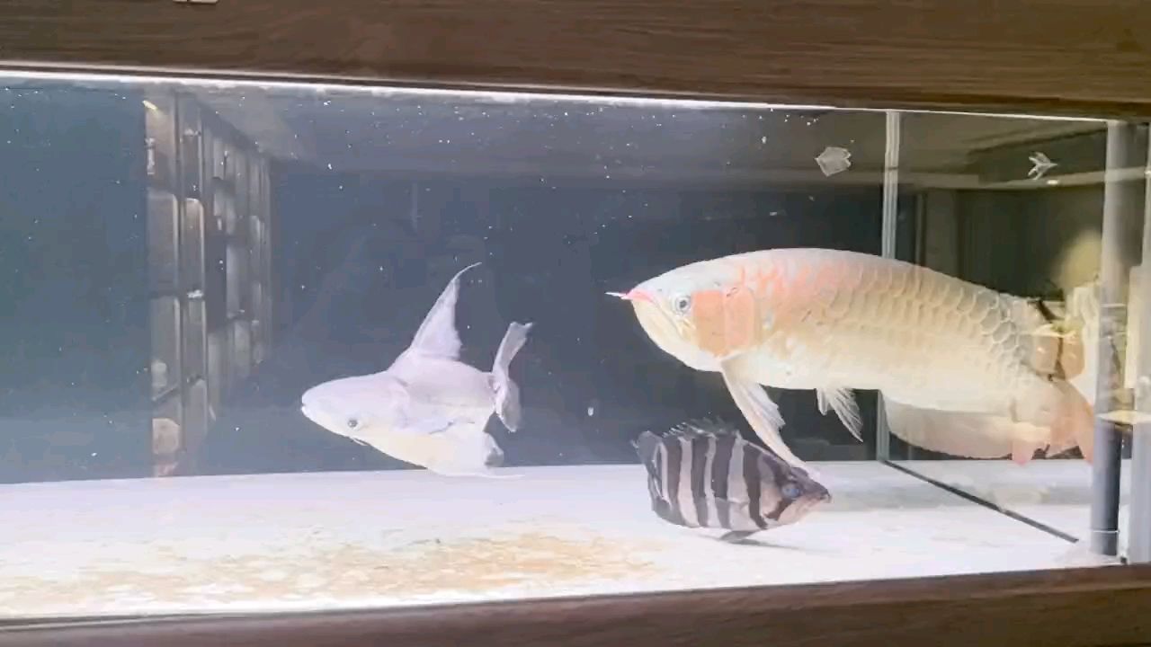 好久沒有打理這個魚缸了