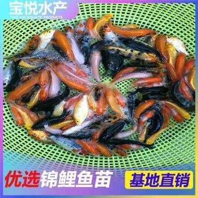 小蝴蝶鯉魚苗價格（小蝴蝶鯉魚苗價格信息及購買建議及購買建議） 小蝴蝶鯉魚苗價格（小蝴蝶鯉魚苗價格信息及購買建議及購買建議） 蝴蝶鯉百科 第2張