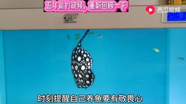 真紅眼白子魟魚視頻：真紅眼白子魟魚