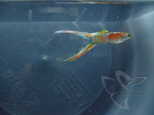 真紅眼白子魟魚視頻：真紅眼白子魟魚