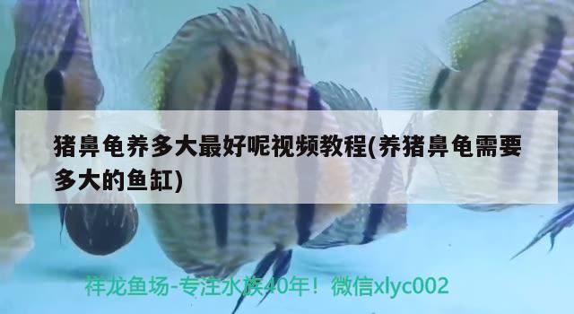 豬鼻龜養多大最好呢視頻教程(養豬鼻龜需要多大的魚缸)