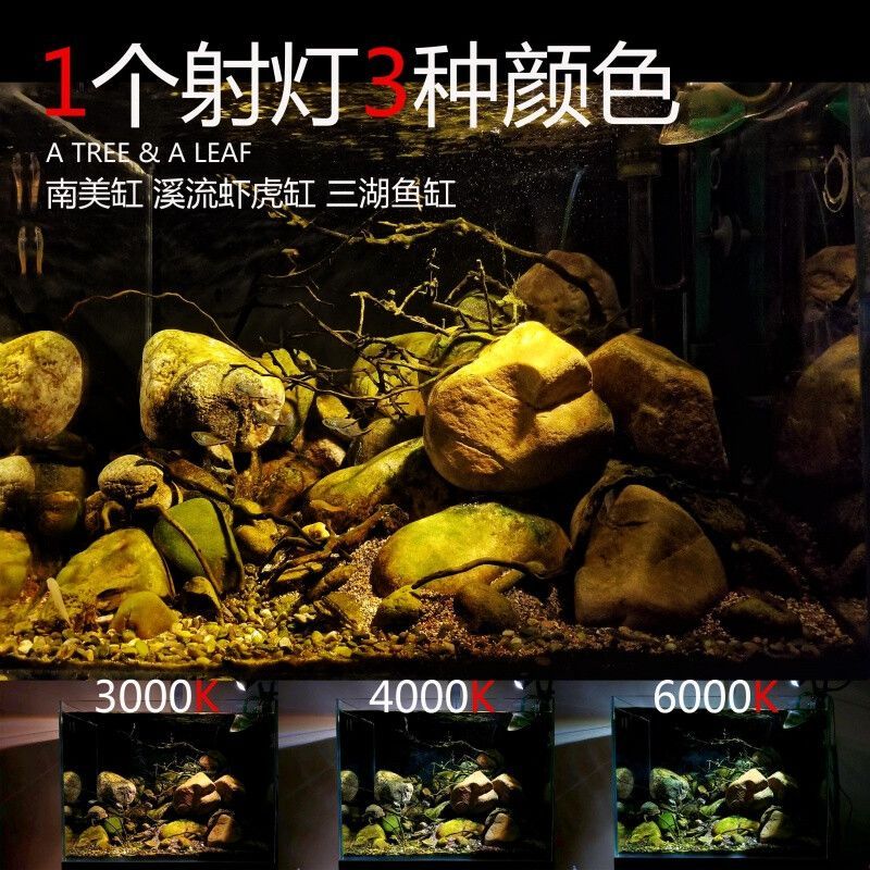 南美缸用馬印燈好嗎：南美缸使用馬印燈好嗎 南美缸用馬印燈好嗎：南美缸使用馬印燈好嗎 馬印水族 第4張