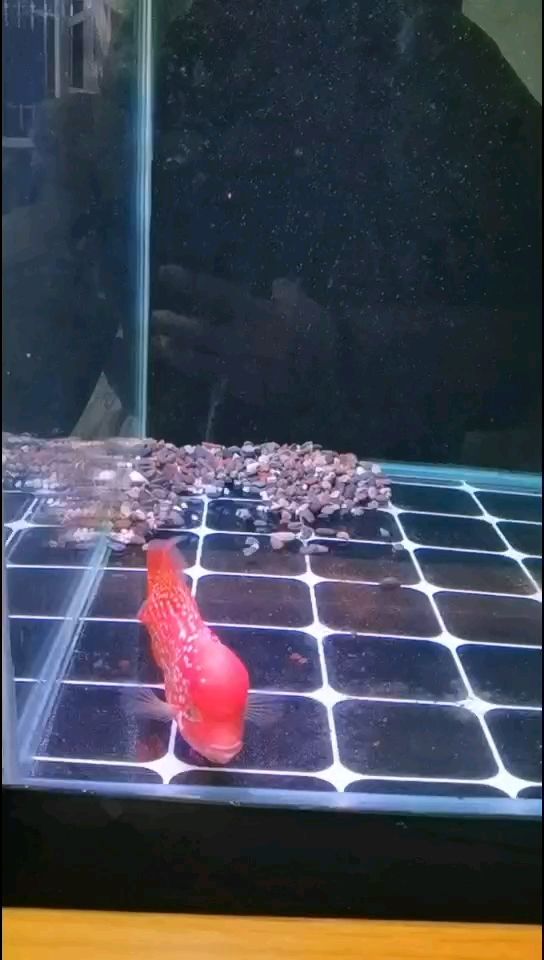 瘋狗一樣，暴脾氣。