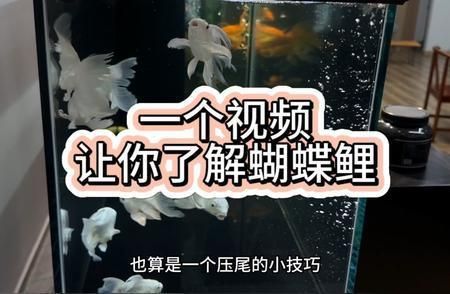 普通蝴蝶鯉苗的養(yǎng)殖方法步驟詳解（蝴蝶鯉苗的養(yǎng)殖技術(shù)）