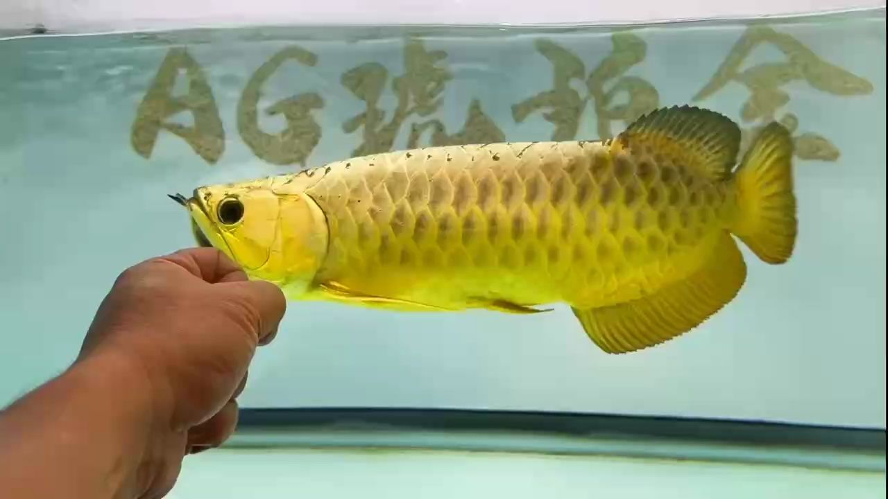 AG琥珀金：炮彈頭50公分