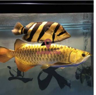 泰國虎魚混養水草選擇，泰國虎魚混養最佳伴侶 泰國虎魚混養水草選擇，泰國虎魚混養最佳伴侶 虎魚百科 第3張