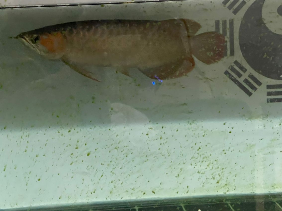 新請的紅龍，期待著變化 新請的紅龍，期待著變化 龍魚論壇 第1張