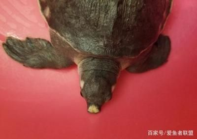 豬鼻龜身上白點能自己恢復嗎：豬鼻龜鼻子白了怎么辦