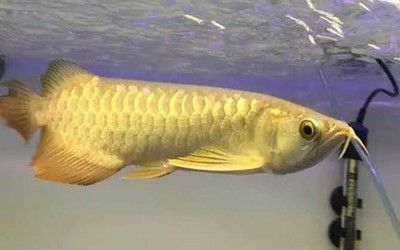 金龍魚光照周期的最佳實踐：金龍魚光照周期對其生長、健康及產卵有重要影響