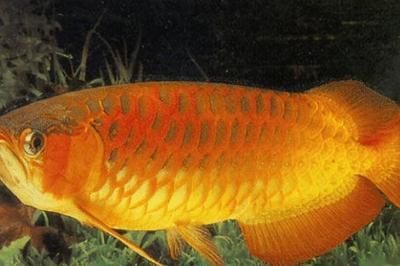 金龍魚光照周期的最佳實踐：金龍魚光照周期對其生長、健康及產卵有重要影響