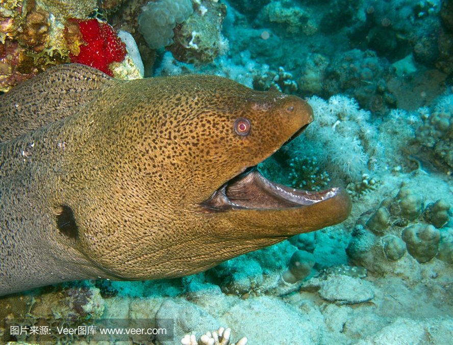 魟魚呼吸急促翹嘴：為什么魚呼吸急促翹嘴