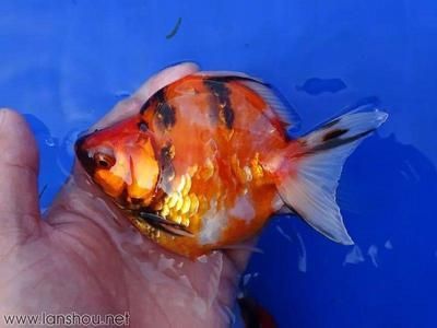 觀賞魚發貨運輸方式有幾種(觀賞魚的發貨運輸方式) 九鼎魚缸 第1張 觀賞魚發貨運輸方式有幾種(觀賞魚的發貨運輸方式) 觀賞魚發貨運輸方式有幾種(觀賞魚的發貨運輸方式) 九鼎魚缸 第1張