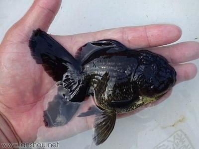 觀賞魚發貨運輸方式有幾種（觀賞魚的發貨運輸方式） 觀賞魚發貨運輸方式有幾種（觀賞魚的發貨運輸方式） 九鼎魚缸 第2張