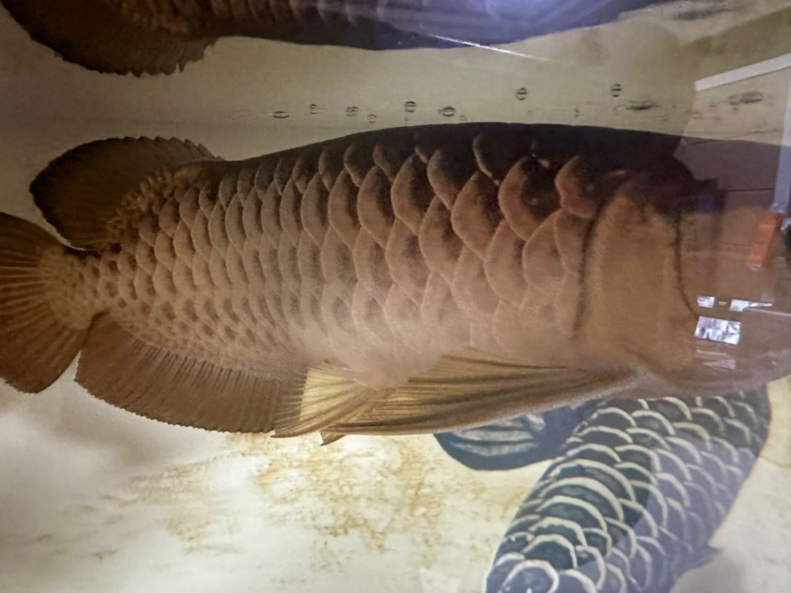 幫忙看看怎么了這是 幫忙看看怎么了這是 龍魚論壇 第1張