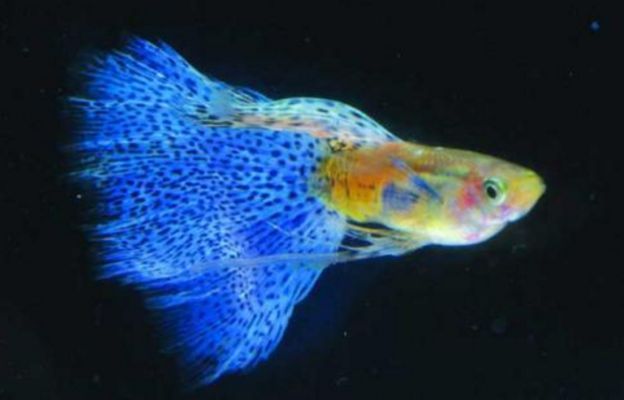 養(yǎng)不死的魚第一名(“養(yǎng)不死的魚第一名”普遍被認(rèn)為是中國(guó)斗魚和泰國(guó)斗魚) 蝴蝶鯉百科 第2張 養(yǎng)不死的魚第一名(“養(yǎng)不死的魚第一名”普遍被認(rèn)為是中國(guó)斗魚和泰國(guó)斗魚) 養(yǎng)不死的魚第一名(“養(yǎng)不死的魚第一名”普遍被認(rèn)為是中國(guó)斗魚和泰國(guó)斗魚) 蝴蝶鯉百科 第2張