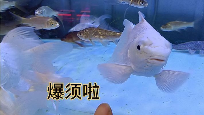 蝴蝶鯉暴須圖片（如何獲取蝴蝶鯉暴須的生活習性） 蝴蝶鯉暴須圖片（如何獲取蝴蝶鯉暴須的生活習性） 蝴蝶鯉百科 第2張