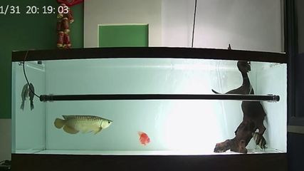 祥龍加熱棒適用范圍（創(chuàng)寧加熱棒適用于加熱流動或靜止的液體和氣體和氣體） 祥龍加熱棒適用范圍（創(chuàng)寧加熱棒適用于加熱流動或靜止的液體和氣體和氣體） 水族館百科（水族館加盟） 第2張
