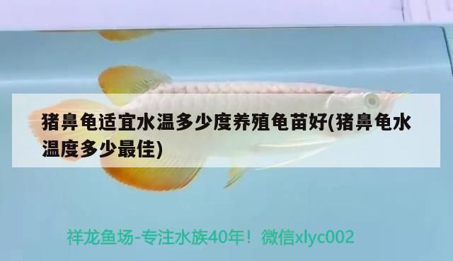 豬鼻龜適宜水溫多少度養殖龜苗好(豬鼻龜水溫度多少最佳)