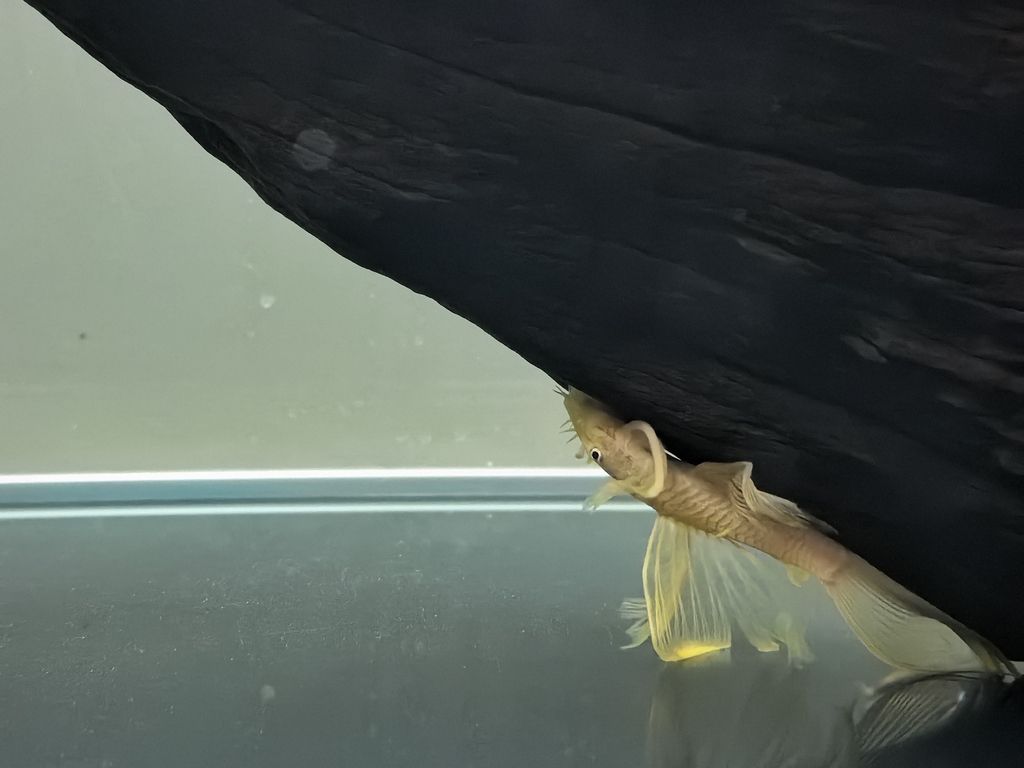 什么魚能和龍魚、虎魚混養(龍魚能和虎魚混養嗎) 新入缸的大帆黃金胡子 龍魚論壇 新入缸的大帆黃金胡子 新入缸的大帆黃金胡子 龍魚論壇