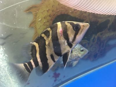 虎魚可以放沉木入魚缸嗎：虎魚可以放沉木入魚缸嗎沉木可以放沉木入魚缸嗎