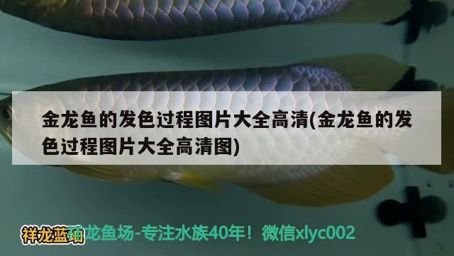 金龍魚(yú)的發(fā)色過(guò)程圖片大全高清(金龍魚(yú)的發(fā)色過(guò)程圖片大全高清圖) 金龍魚(yú)的發(fā)色過(guò)程圖片大全高清(金龍魚(yú)的發(fā)色過(guò)程圖片大全高清圖) 觀賞魚(yú)百科