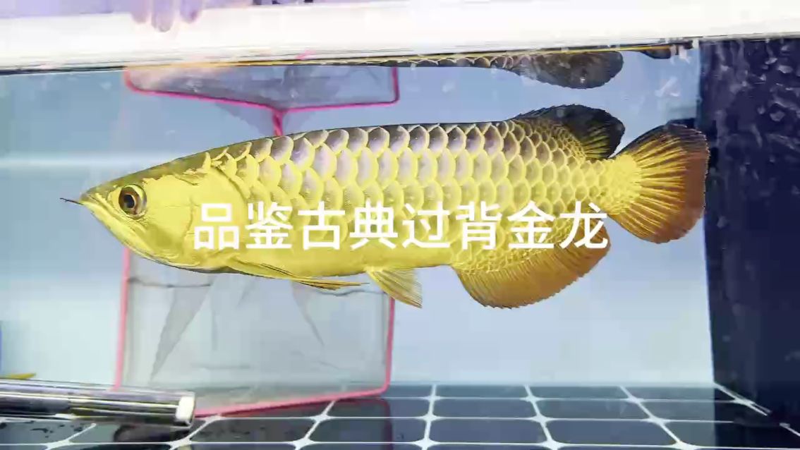 品鑒古典過背金龍 品鑒古典過背金龍 龍魚論壇